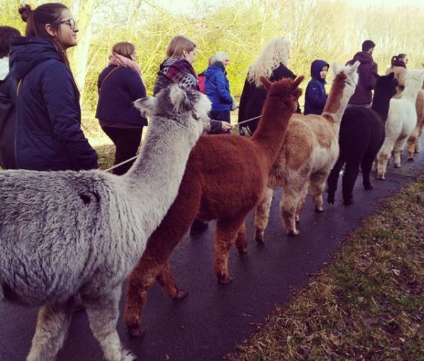 Op alpaca wandeling met Weg van Wetteren: “Alpaca’s zijn zo hot, we moesten op de kar springen. En niet op de rug. “