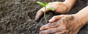 BRUMMO plant een bos: “6000 bomen om de buurt in Ertvelde iets terug te geven”