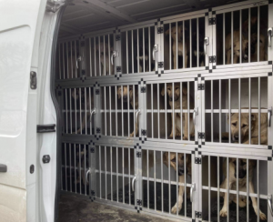 22 honden in beslag genomen in Beervelde